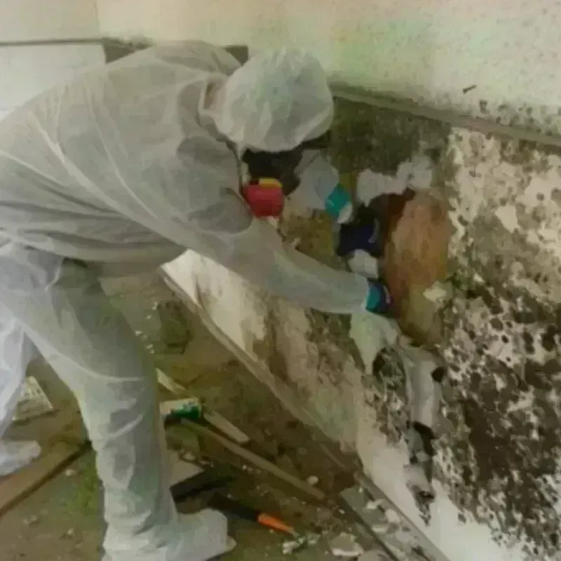 Mold Remediation and Removal in Warren County, IL